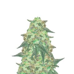 Super OG Kush Auto, Фасовка: 5+2