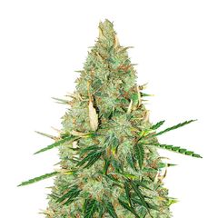 Tutankhamon Auto, Фасовка: 3+1