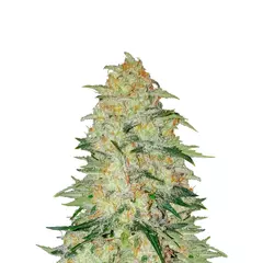 Wembley Auto, Фасовка: 5+2