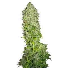 Big Bang, Фасовка: 3