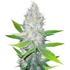 Blackberry, Фасовка: 3