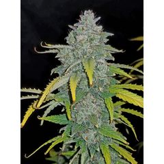 Blue Dream'matic Auto, Фасовка: 3