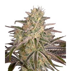 Cloud Walker, Фасовка: 3