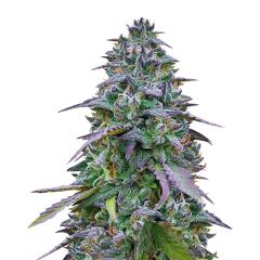 Cookies USA, Фасовка: 3+1