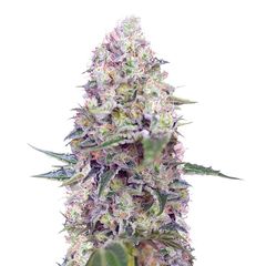 Crystal Candy, Фасовка: 3+1