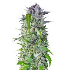 Crystal Candy Auto, Фасовка: 3+1