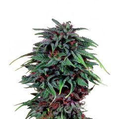 Durban Poison, Фасовка: 3