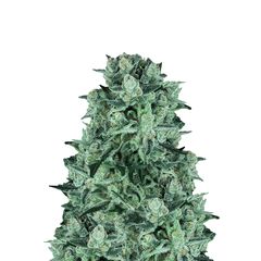 Durga Mata, Фасовка: 5