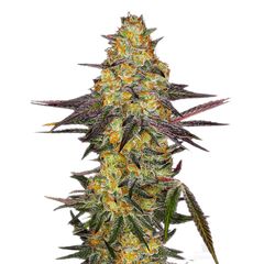 El Dorado OG, Фасовка: 3