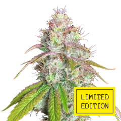 Glue Breath genetics, Фасовка: 3