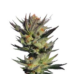 Faraona (Gypsy Kush), Фасовка: 3