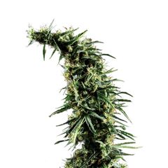 Hawaiian Snow, Фасовка: 3