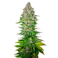 Jack 47 Fast Version, Фасовка: 3+1