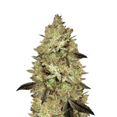 Jacky White, Фасовка: 5