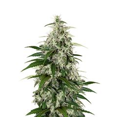 Kalashnikova Auto, Фасовка: 5