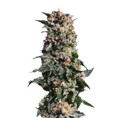 La Blanca, Фасовка: 3