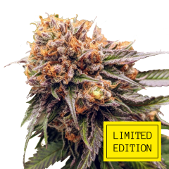 Mango Gift genetics, Фасовка: 3