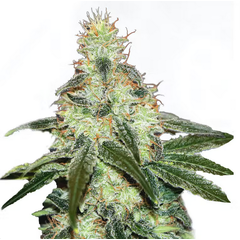 Mataro Blue CBD, Фасовка: 3