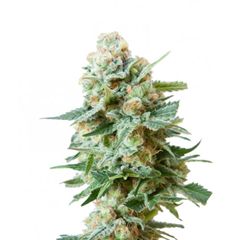 Misty Kush, Фасовка: 5