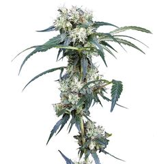 NL5 Haze Mist, Фасовка: 5