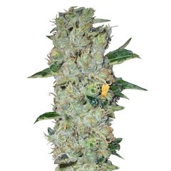 Northern Light Reg, Фасовка: 5