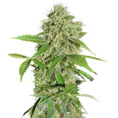 Northern Lights Auto, Фасовка: 3