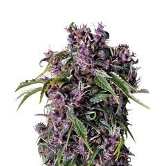 Purple, Фасовка: 3+1