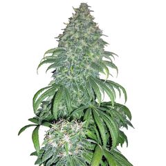 Super Bud, Фасовка: 3