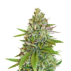 Sweet Pure Auto CBD, Фасовка: 3+1