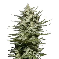 The Church CBD, Фасовка: 3