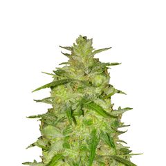 Vertigo Auto, Фасовка: 1