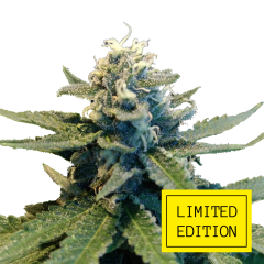 White Widow genetics, Фасовка: 3