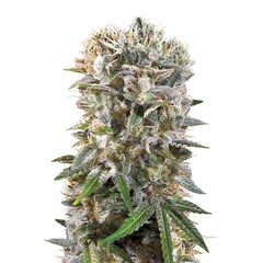 Wappa, Фасовка: 5