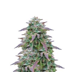 White Berry, Фасовка: 5