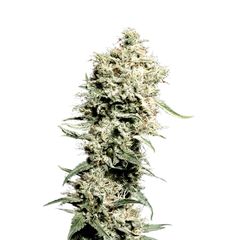 White Rhino, Фасовка: 3