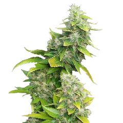 White Rhino, Фасовка: 3