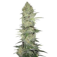 White Widow Auto, Фасовка: 3