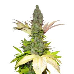 White Widow Reg, Фасовка: 10