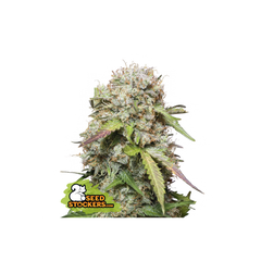 Jack Herrer Auto, Фасовка: 5