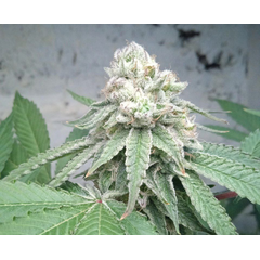 Bubba Punch OG, Фасовка: 10