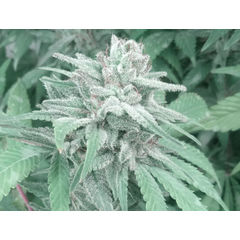 NL Haze OG, Фасовка: 10