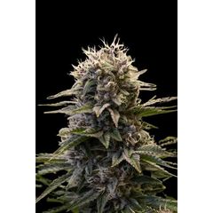 Black Ultimate genetics, Фасовка: 3+1