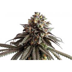 Gelato genetics, Фасовка: 3+1