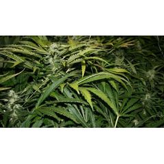 Northern Lights Auto, Фасовка: 5