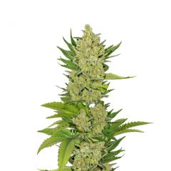 Tahoe Cure, Фасовка: 3+1