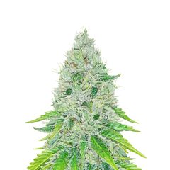 The Church, Фасовка: 3