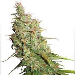 Desfran Auto, Фасовка: 1