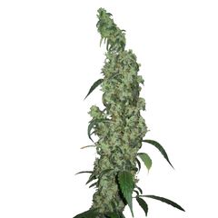 Red Diesel fem, Фасовка: 10