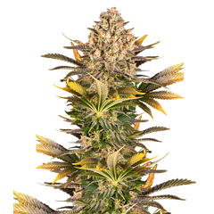 Banana Punch, Фасовка: 5