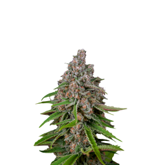 Deep Candy, Фасовка: 5